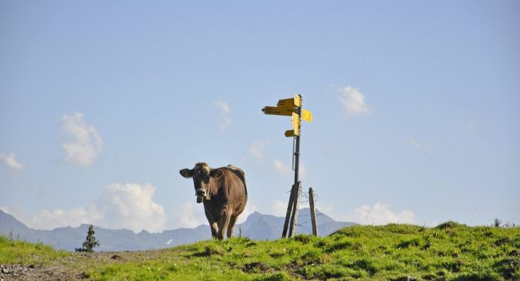Vermarktung eines agrotouristischen Angebots